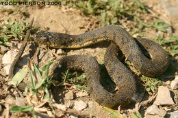 Image of Diamond-backed Watersnake