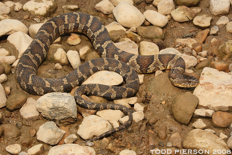 Image of Lake Erie Water Snake