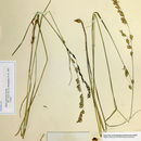 Image of Showy Melic Grass