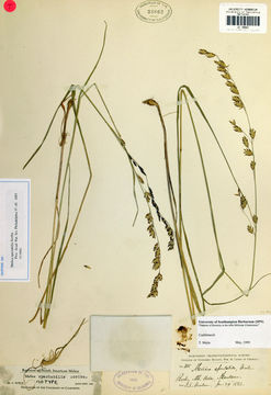 Image of Showy Melic Grass