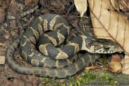 Image of Lake Erie Water Snake