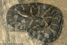 Image of Lake Erie Water Snake