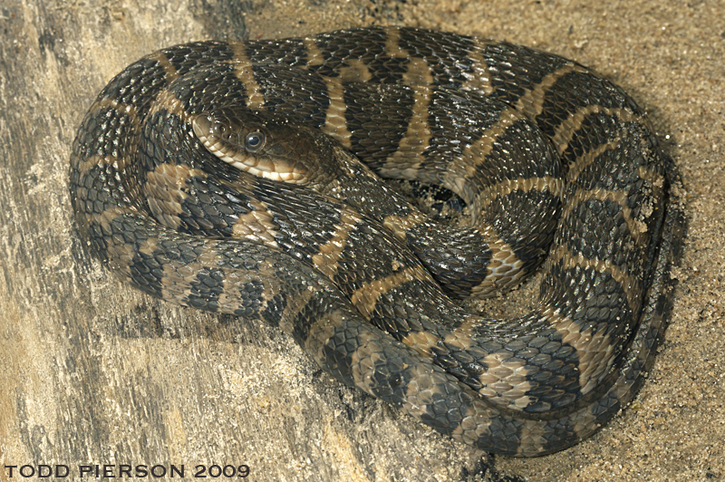 Image of Lake Erie Water Snake