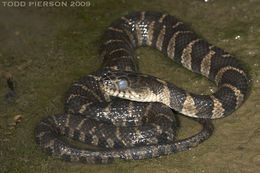 Image of Lake Erie Water Snake