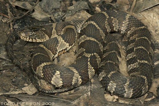 Image of Lake Erie Water Snake