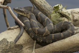 Image of Lake Erie Water Snake