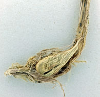 Image of Showy Melic Grass