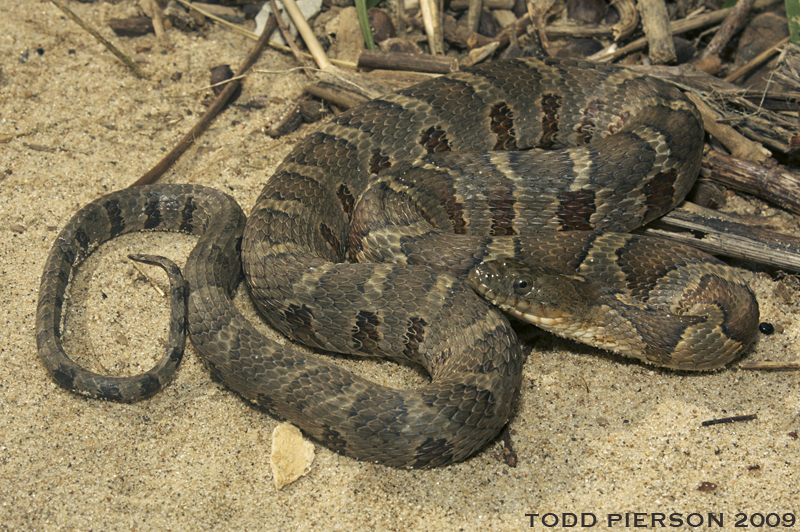 Sivun Nerodia sipedon (Linnaeus 1758) kuva