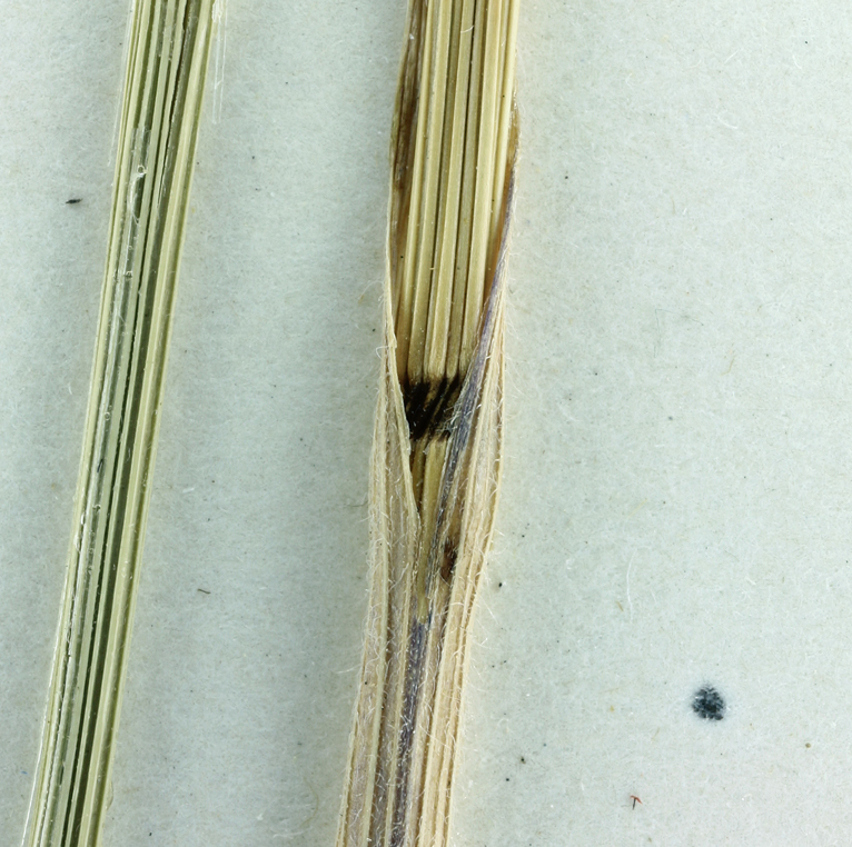 Image of Showy Melic Grass