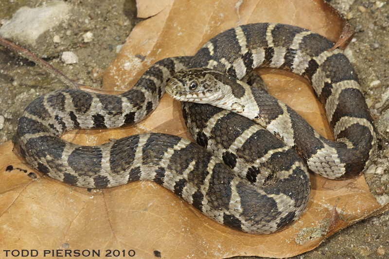 Image of Lake Erie Water Snake