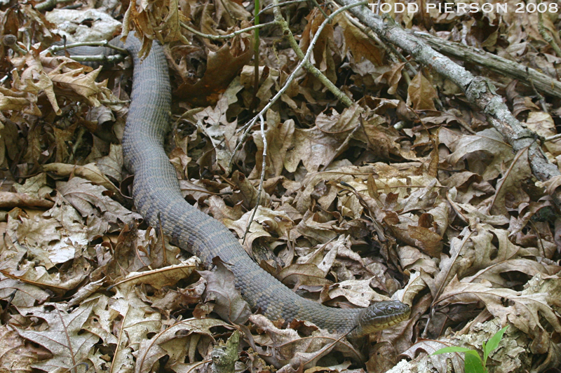 Image of Lake Erie Water Snake