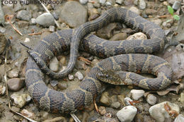 Image of Lake Erie Water Snake
