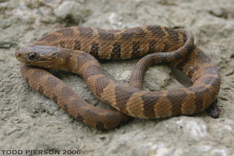 Image of Lake Erie Water Snake