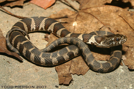 Image of Lake Erie Water Snake