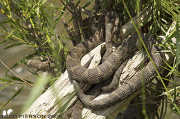 Image of Lake Erie Water Snake