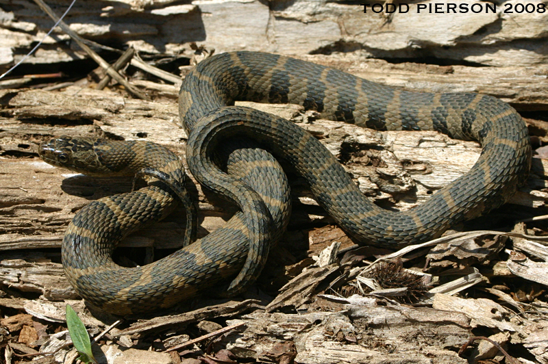 Image of Lake Erie Water Snake