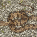 Image of Brown Water Snake