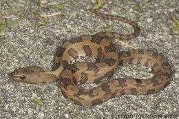 Image of Brown Water Snake