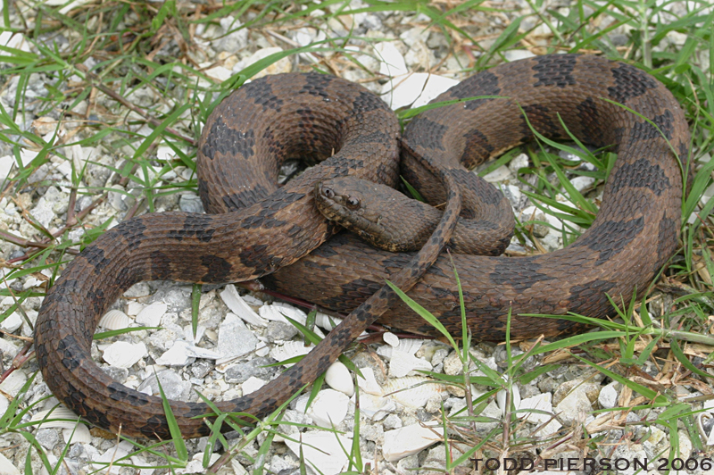 Слика од Nerodia taxispilota (Holbrook 1838)