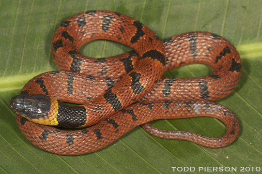 Image of Redback Coffee Snake