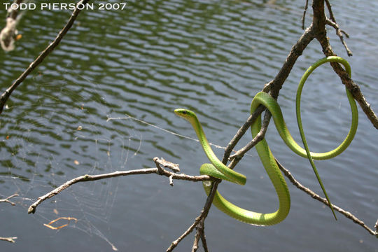 Image of Greensnake