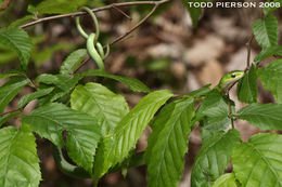 صورة Opheodrys aestivus (Linnaeus 1766)