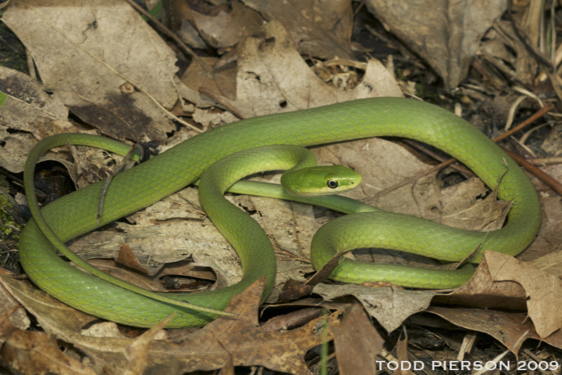 Image of Greensnake