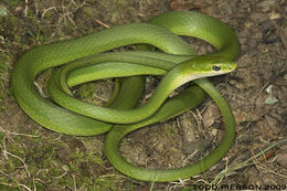 Image of Greensnake