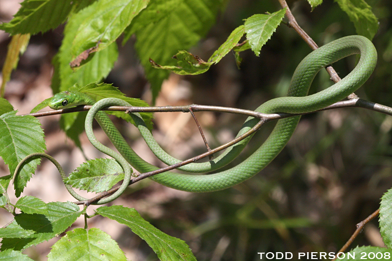 Image of Greensnake