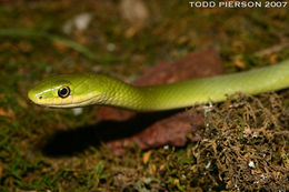 Image of Greensnake