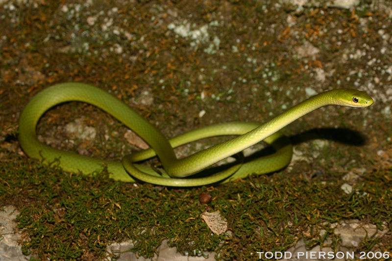 Image of Greensnake