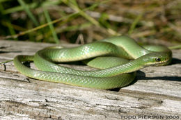 Image of Smooth Green Snake