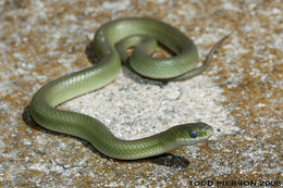 Image of Smooth Green Snake