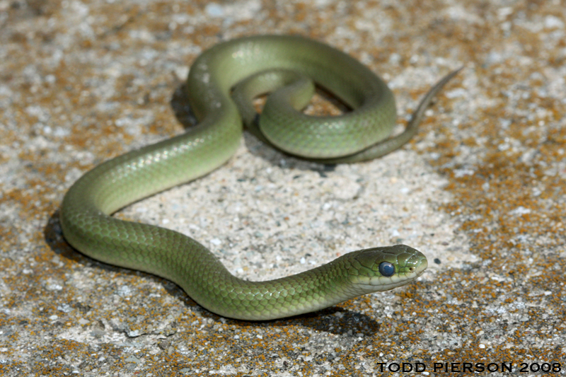 Image of Smooth Green Snake