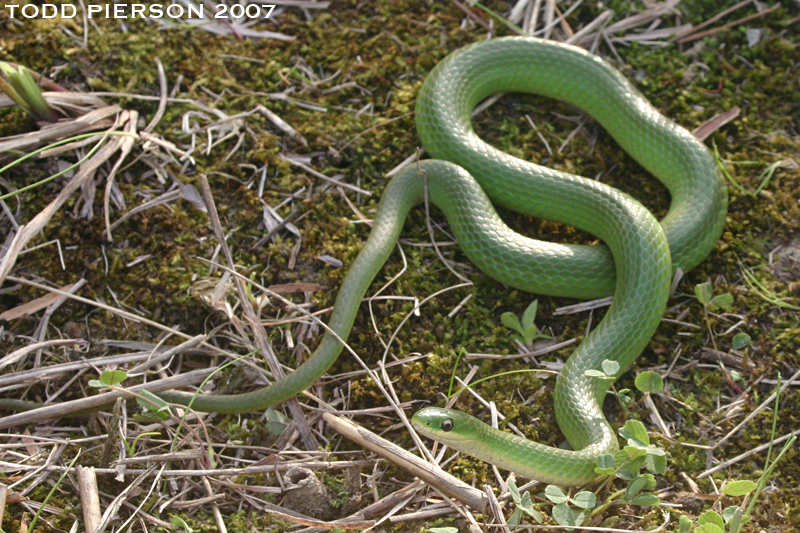 Image of Smooth Green Snake