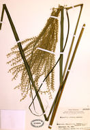 Image of Chinese silvergrass