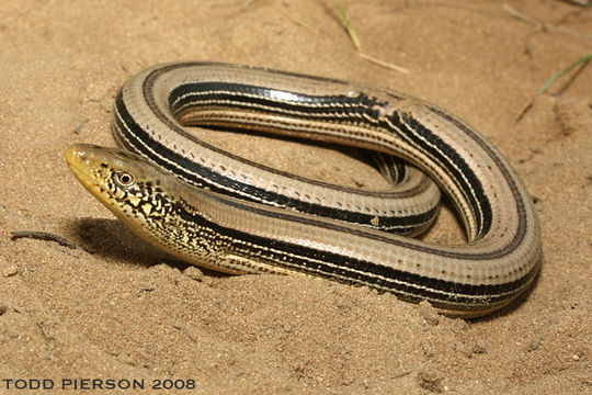 Image of Slender Glass Lizard