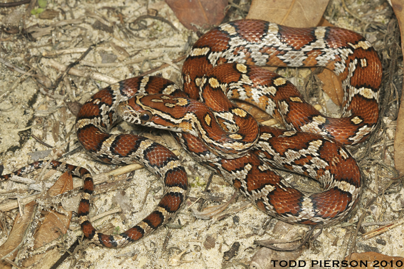 Image of Corn Snake