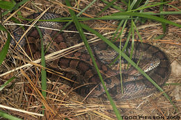 Image of Corn Snake