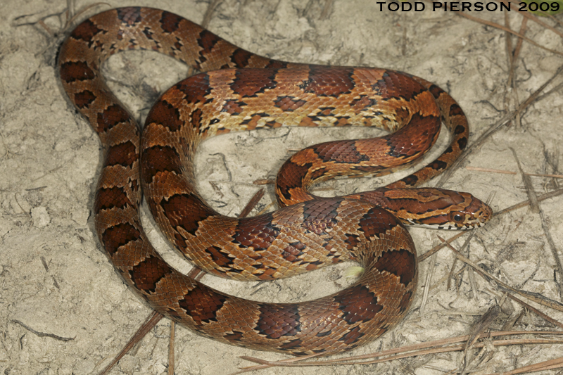 Image of Corn Snake