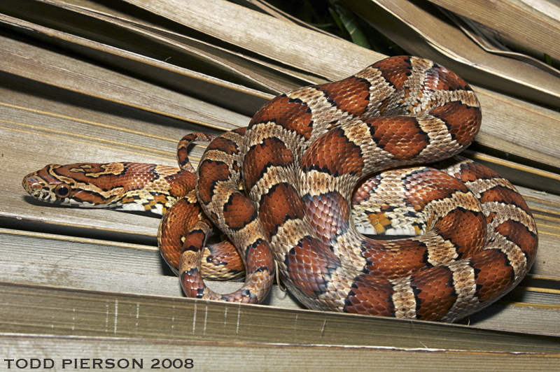 Image of Corn Snake