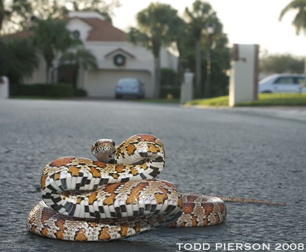 Image of Corn Snake