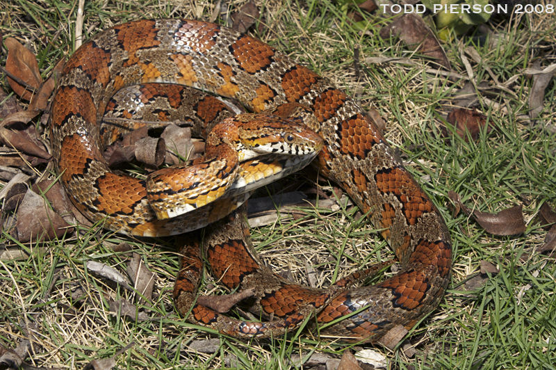 Image of Corn Snake