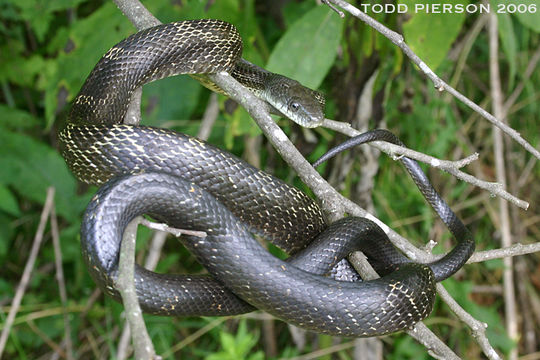 Image of Western Ratsnake