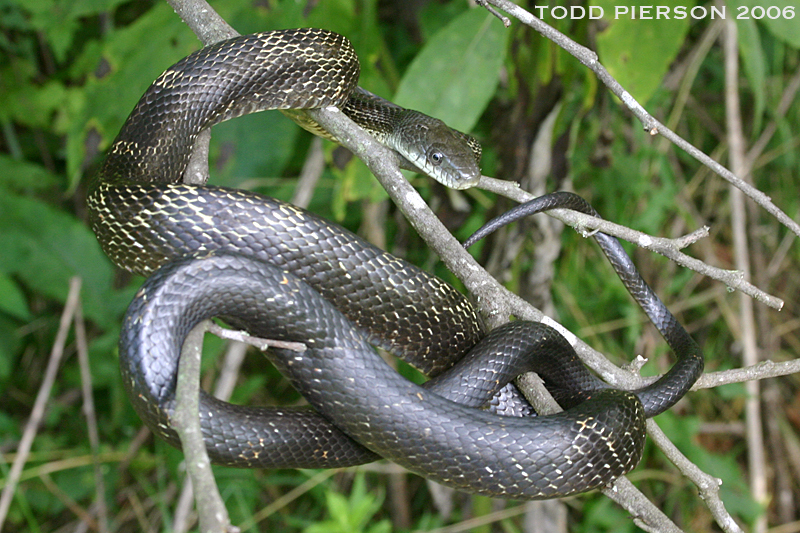 Sivun Pantherophis obsoletus (Say ex James 1823) kuva