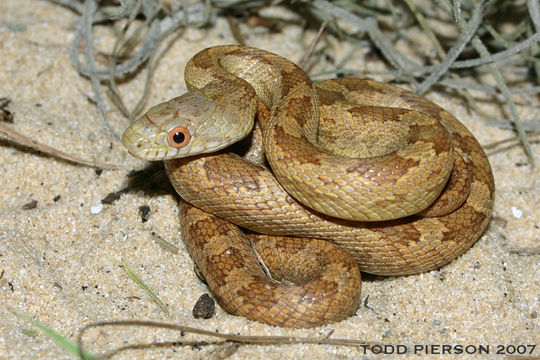 Pantherophis obsoletus (Say ex James 1823) resmi