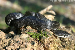 Pantherophis obsoletus (Say ex James 1823) resmi