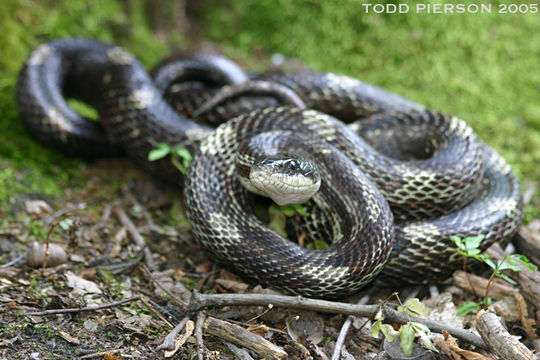 Image of Western Ratsnake