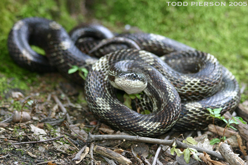 Sivun Pantherophis obsoletus (Say ex James 1823) kuva