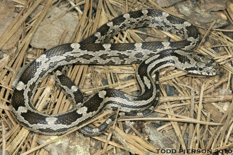 Pantherophis obsoletus (Say ex James 1823) resmi